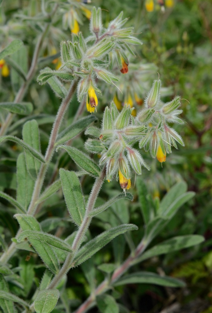 Изображение особи Onosma frutescens.