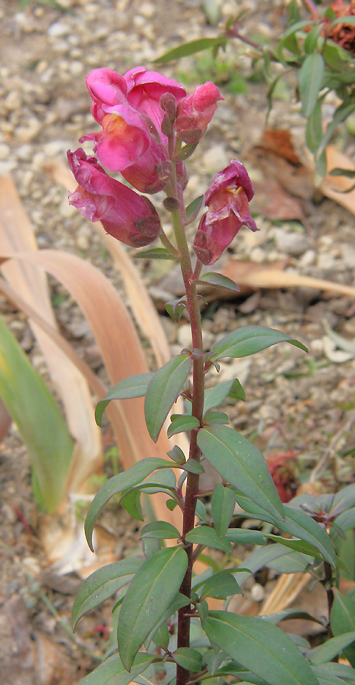 Изображение особи Antirrhinum majus.