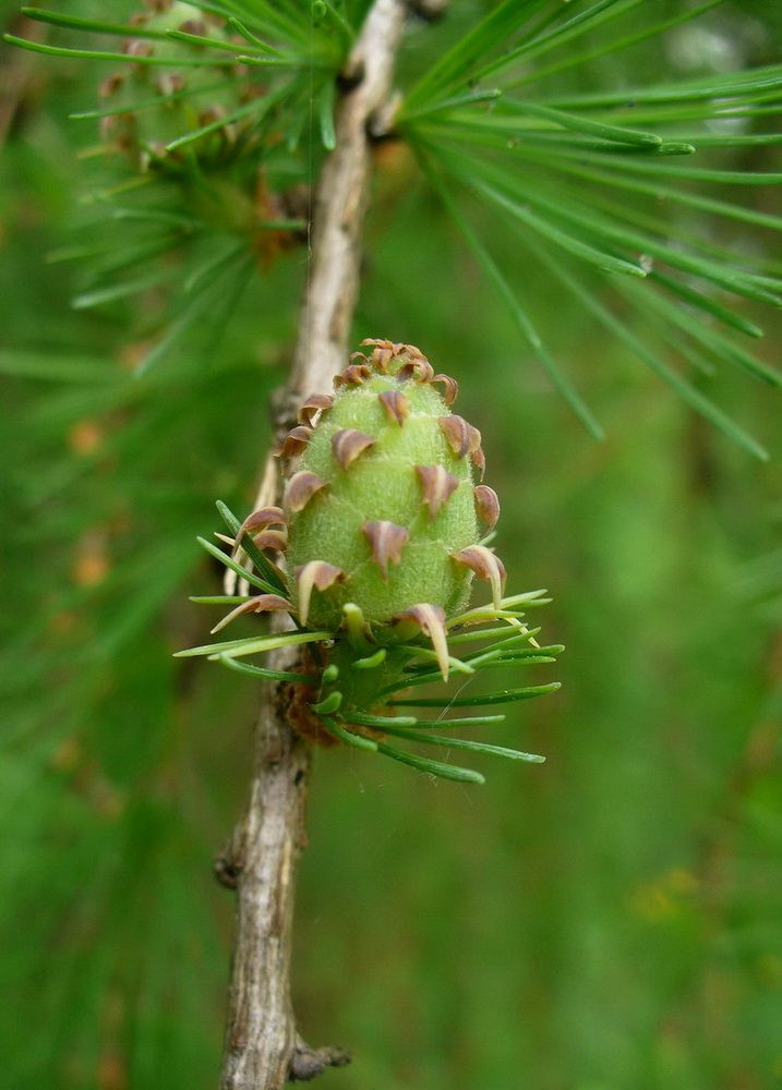 Image of Larix &times; polonica specimen.