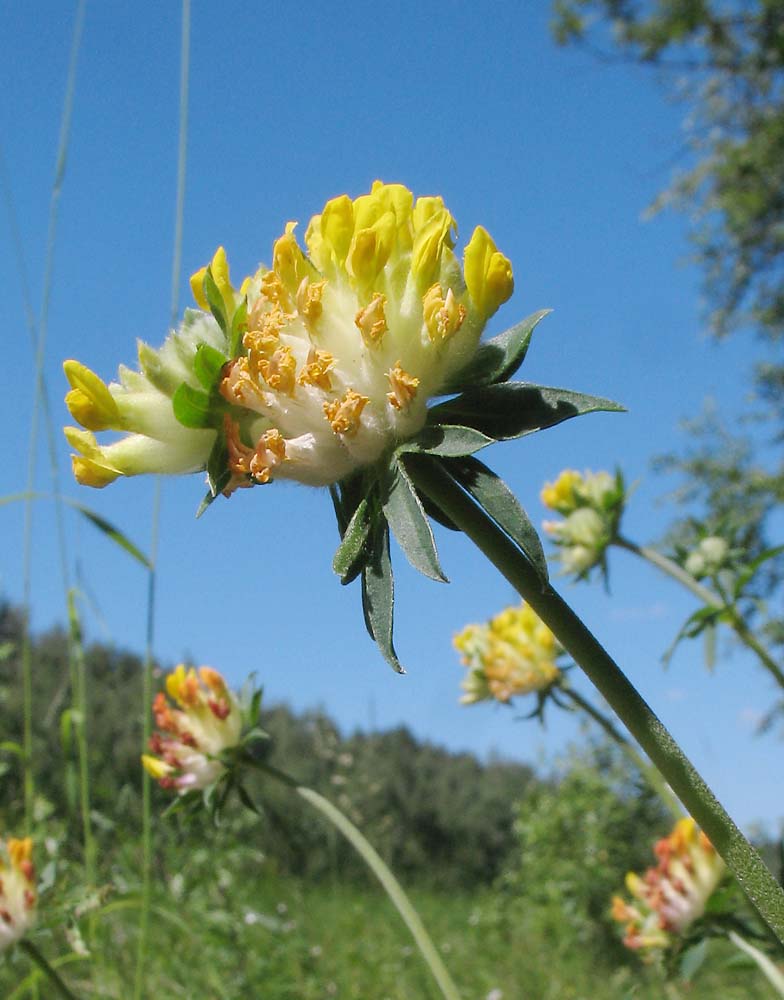 Изображение особи Anthyllis vulneraria.