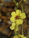genus Verbascum. Часть соцветия. Турция, пров. Анталья, р-н Кемер, пос. Кириш, НПП «Олимпос-Бейдаглары». 10 сентября 2009 г.