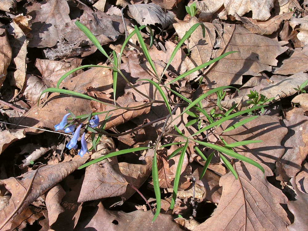 Изображение особи Corydalis ambigua.