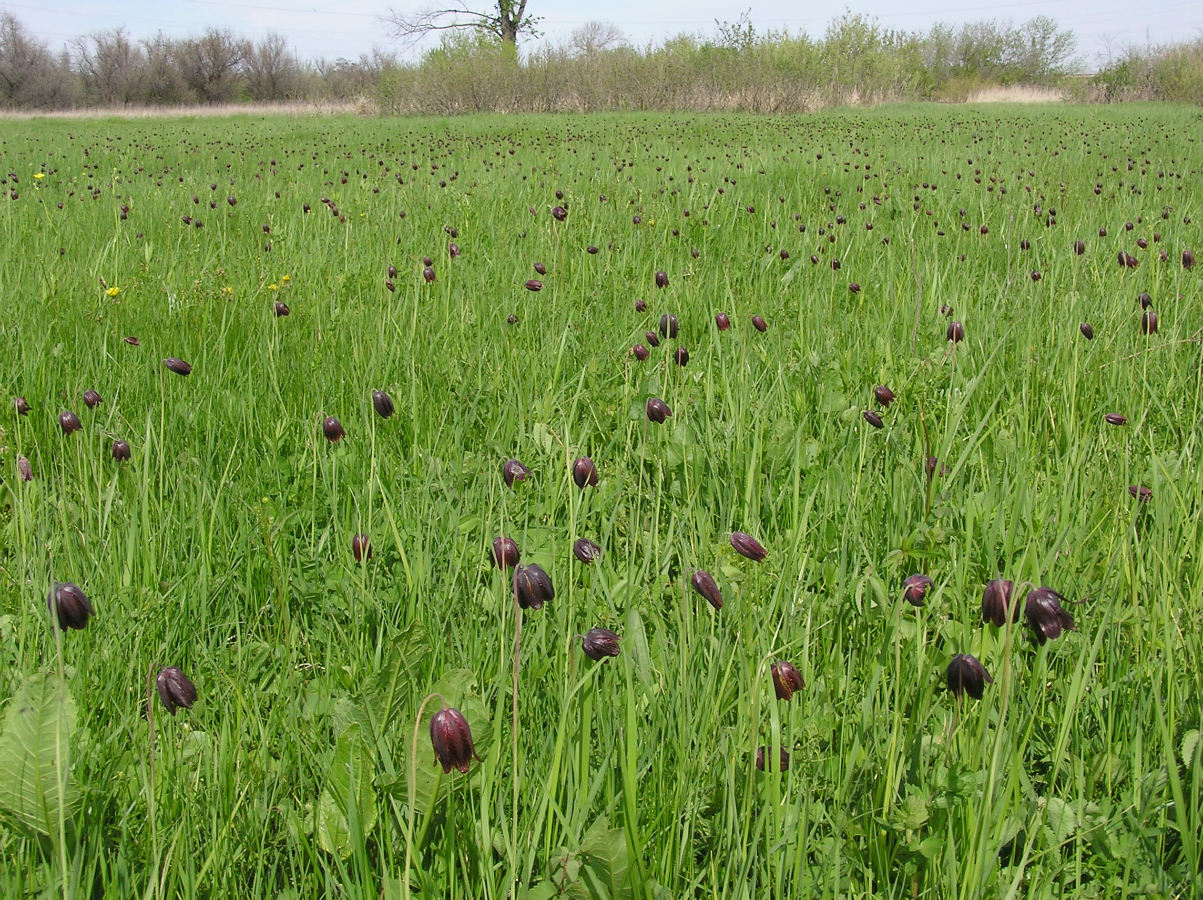 Изображение особи Fritillaria meleagroides.