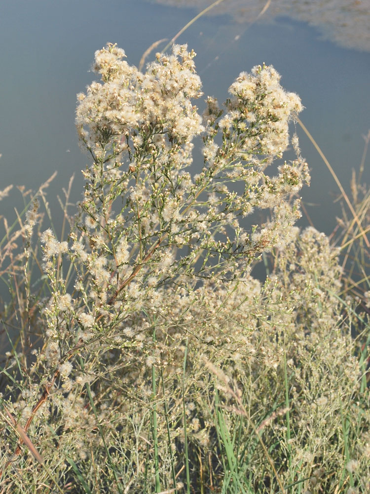 Image of Symphyotrichum graminifolium specimen.
