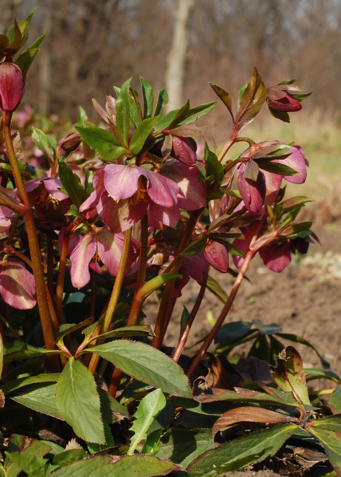 Изображение особи Helleborus orientalis.