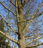Magnolia acuminata. Средняя часть ствола и основания скелетных ветвей покоящегося дерева. Германия, г. Дюссельдорф, Ботанический сад университета. 10.03.2014.
