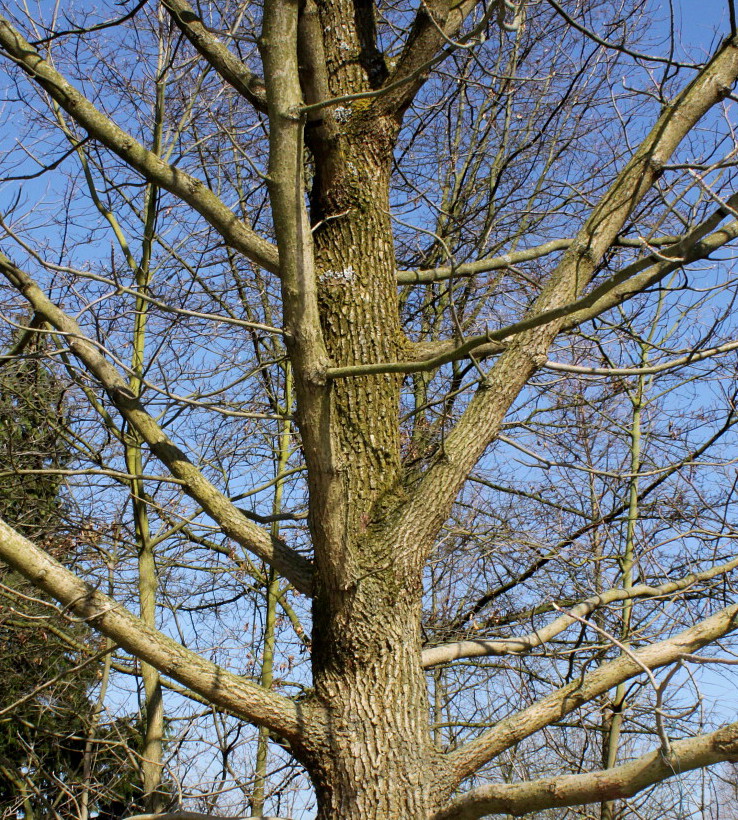 Image of Magnolia acuminata specimen.