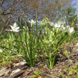 Ornithogalum navaschinii. Цветущие растения. Краснодарский край, Абинский р-н, окр. станицы Шапсугская, дубово-грабовый лес. 11.04.2014.