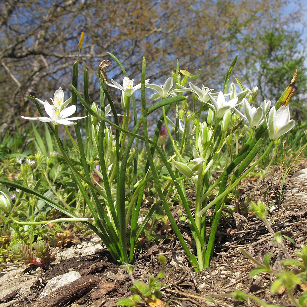 Изображение особи Ornithogalum navaschinii.