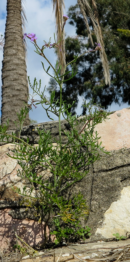 Image of Erucaria hispanica specimen.