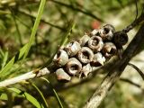 Callistemon rigidus