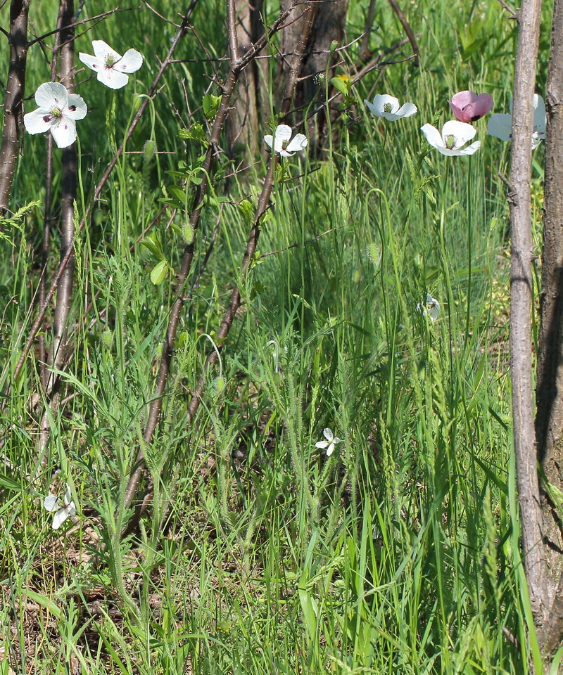 Image of genus Papaver specimen.