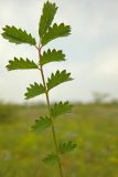 Image of taxon representative. Author is Евгений Пахомов