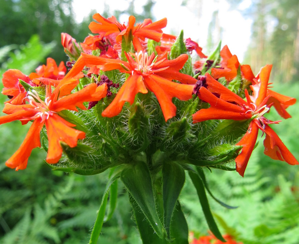 Изображение особи Lychnis chalcedonica.