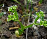 Valerianella muricata. Верхушка цветущего и плодоносящего растения. Крым, окр. Феодосии, Лисья бухта, приморская терраса. 27 апреля 2014 г.