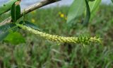 Salix triandra