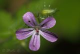 Geranium robertianum