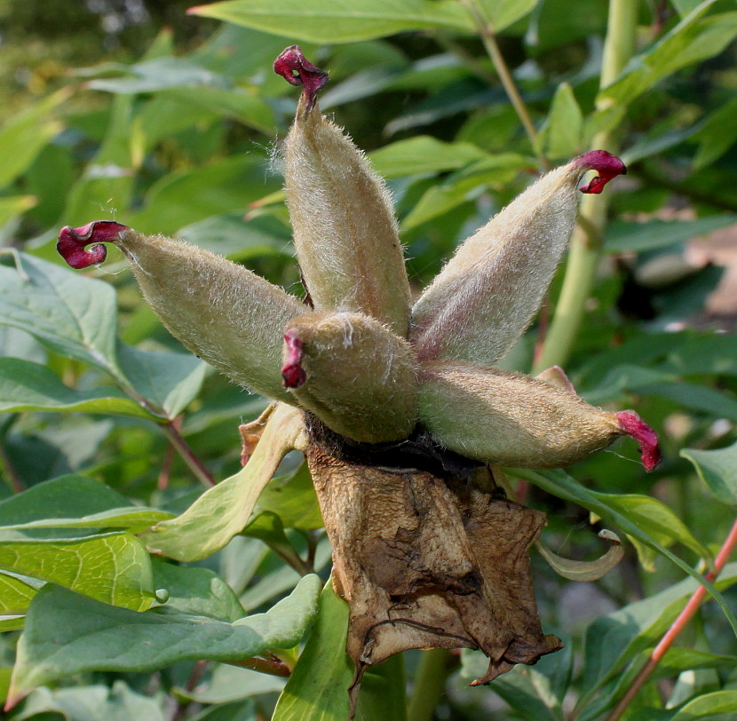 Image of Paeonia suffruticosa specimen.