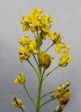 Isatis tinctoria. Часть соцветия. Германия, г. Дюссельдорф, Ботанический сад университета. 02.06.2014.