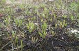 genus Taraxacum. Молодая дистрофичная поросль на олиготрофной поверхности. Кольский п-ов, Восточный Мурман, Дальние Зеленцы, берег оз. Промерное. 27.06.2014.