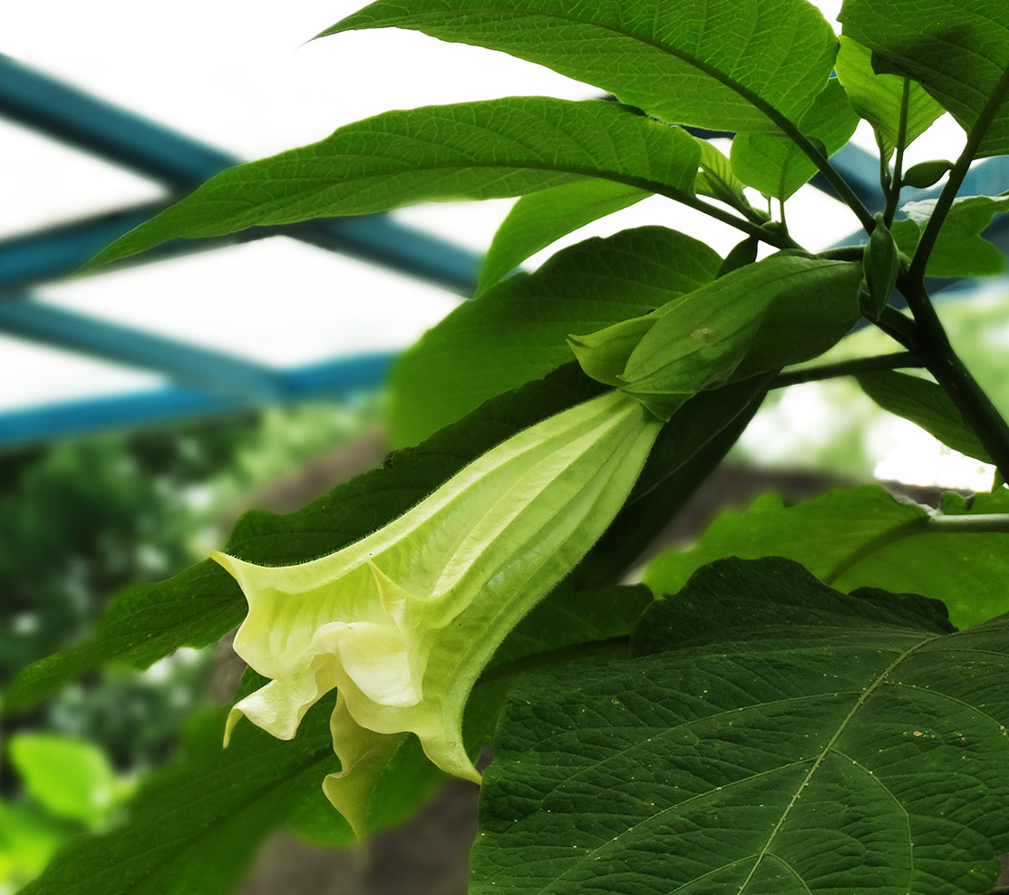 Изображение особи род Brugmansia.