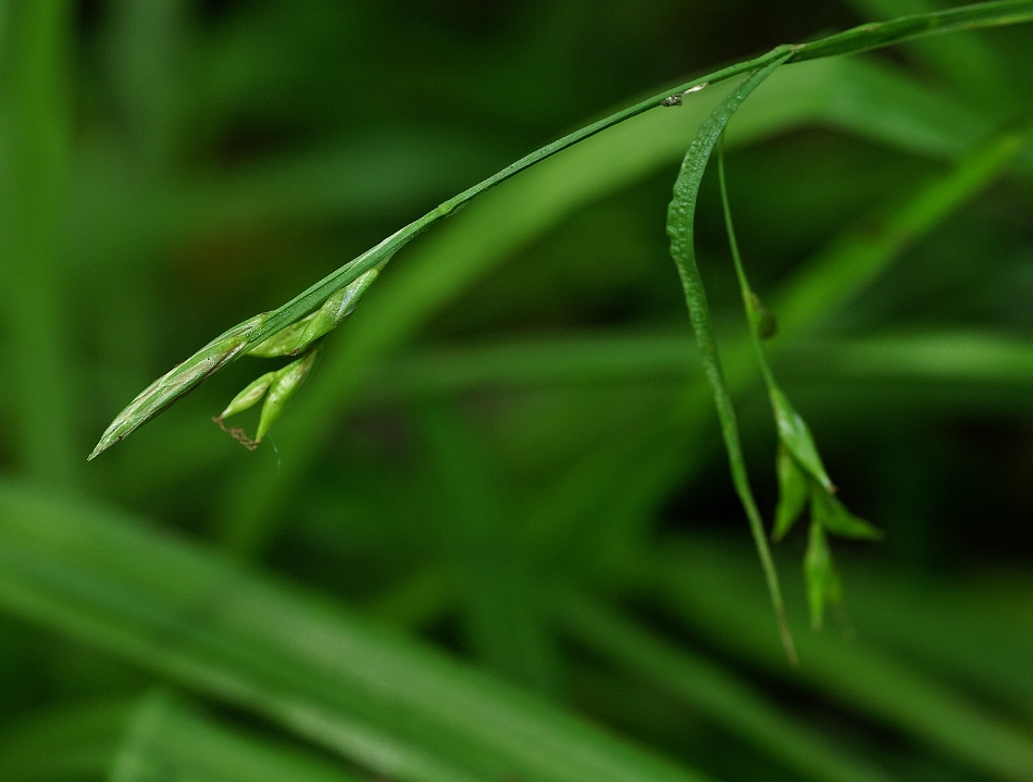 Изображение особи Carex egena.