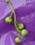 Pyrola renifolia
