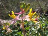 Corydalis ainae