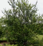 Prunus insititia