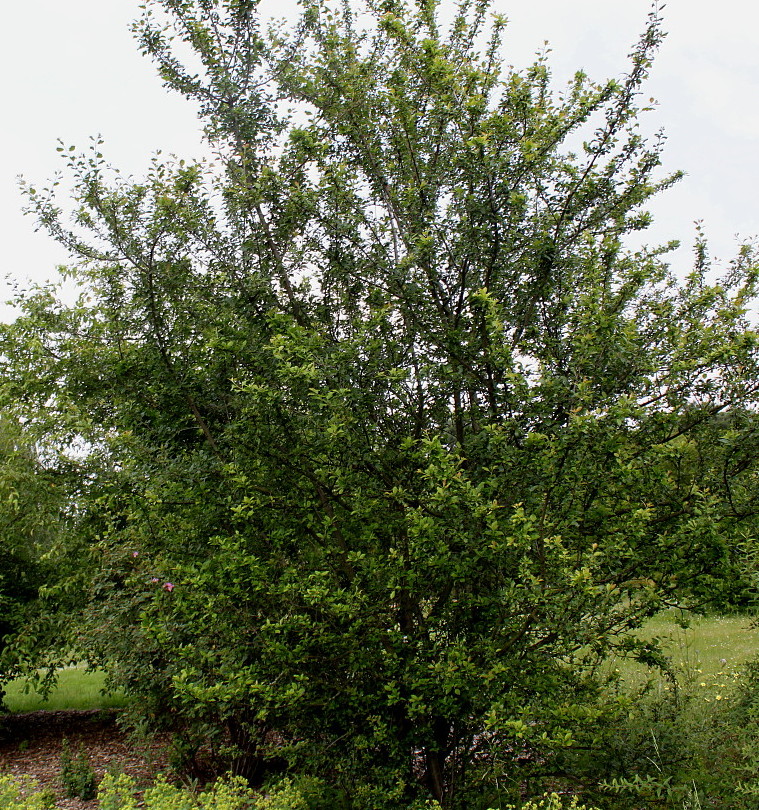 Image of Prunus insititia specimen.