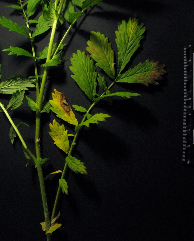 Image of Agrimonia viscidula specimen.
