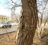 Image of taxon representative. Author is Юлия Борисова