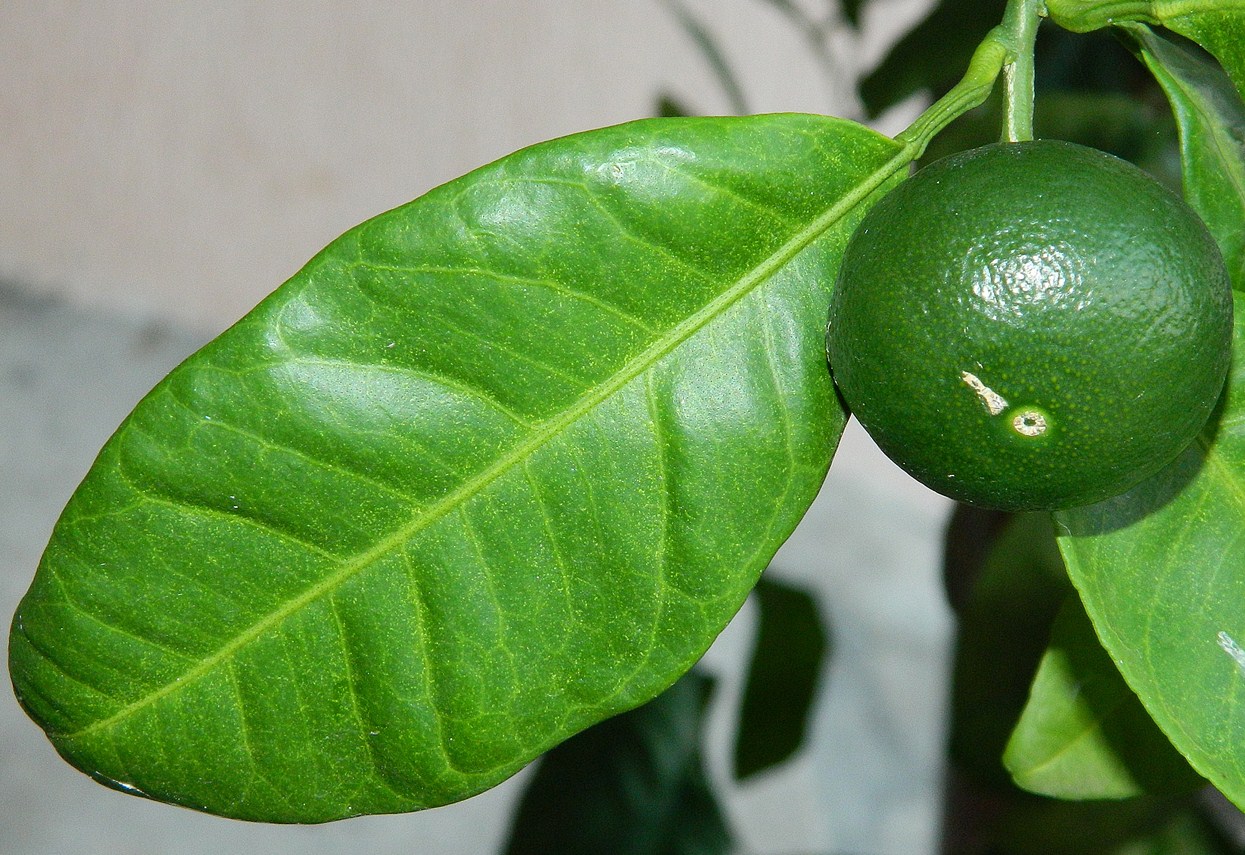 Image of Citrus unshiu specimen.