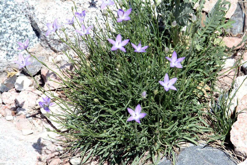 Image of Campanula alberti specimen.