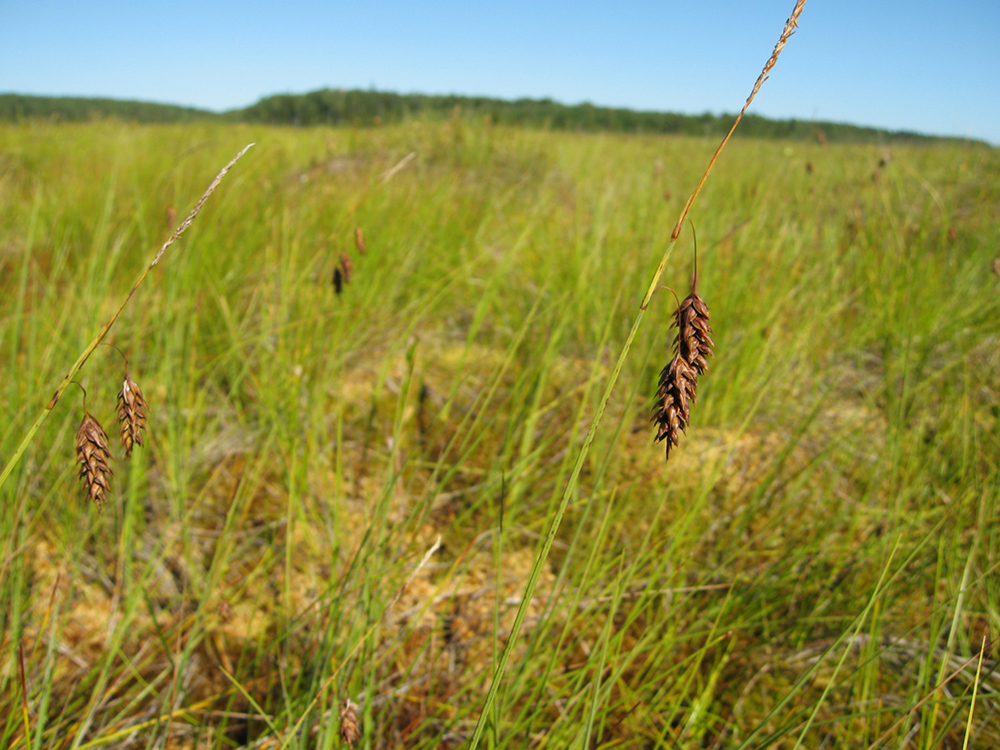 Image of Carex limosa specimen.