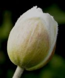 Anemone vitifolia