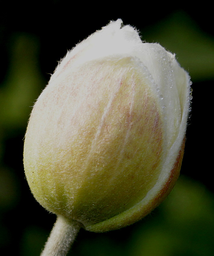 Image of Anemone vitifolia specimen.