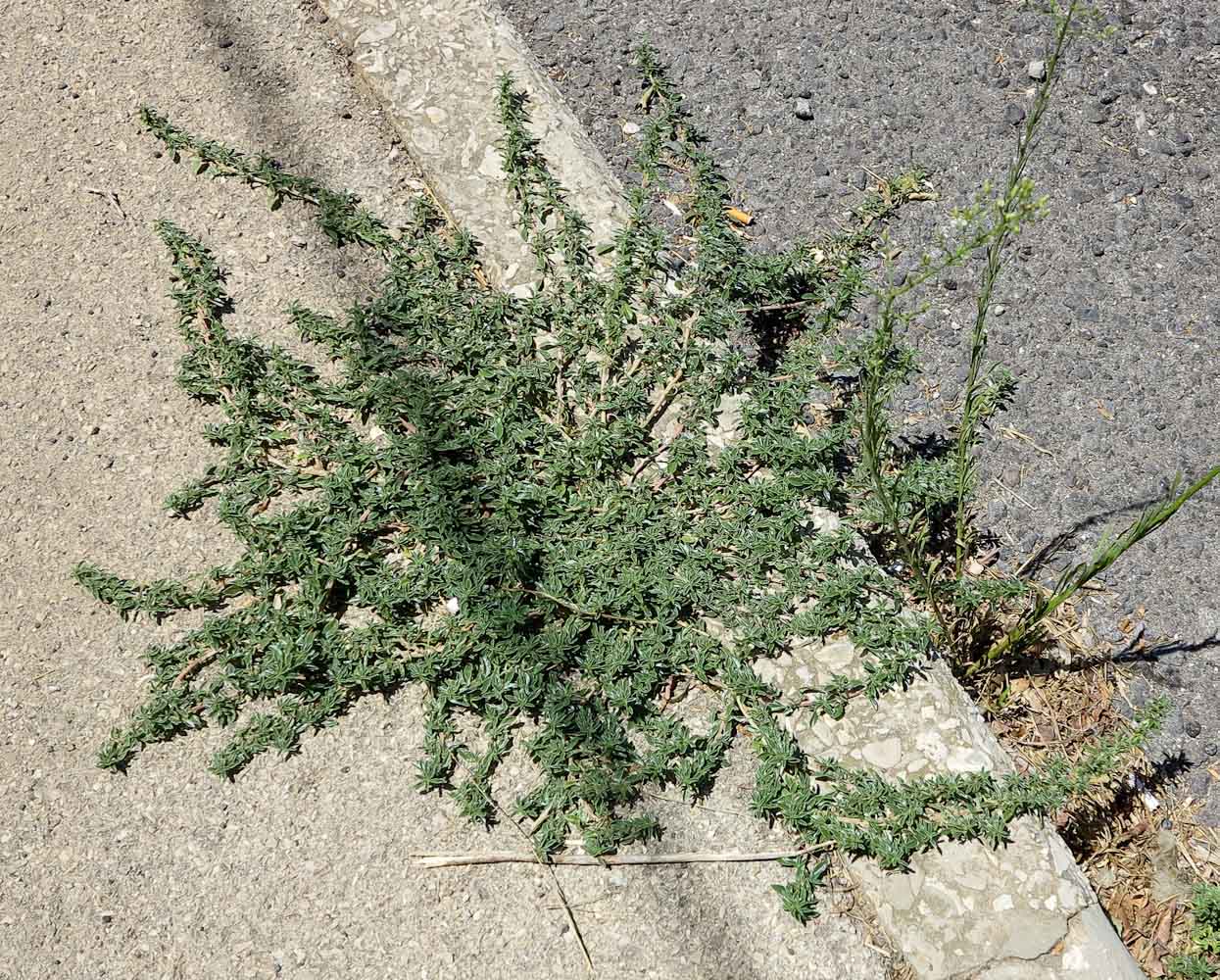 Image of Amaranthus blitoides specimen.