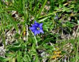 Gentiana dshimilensis