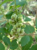 Rhus coriaria. Соплодие. Крым, Ялта, ущелье Уч-Кош. 05.08.2009.