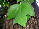 Liriodendron tulipifera