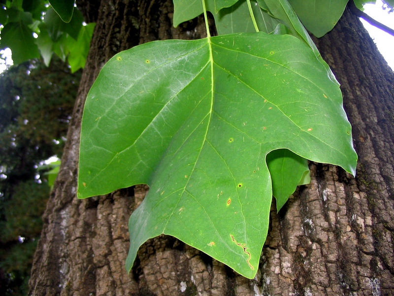 Изображение особи Liriodendron tulipifera.