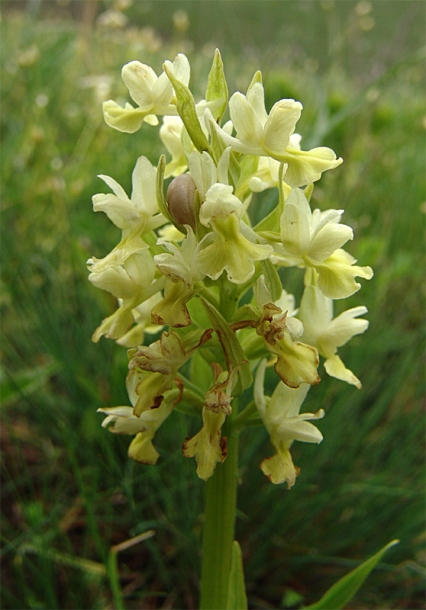 Изображение особи Dactylorhiza romana ssp. georgica.
