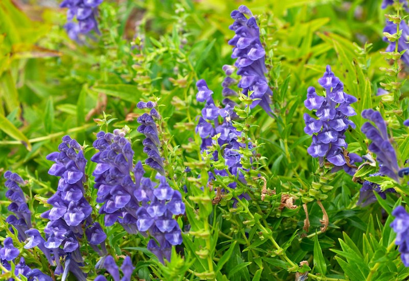 Image of Scutellaria baicalensis specimen.