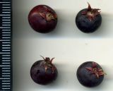 Amelanchier spicata. Плоды. Курская обл., г. Железногорск, в культуре. 1 июля 2009 г.