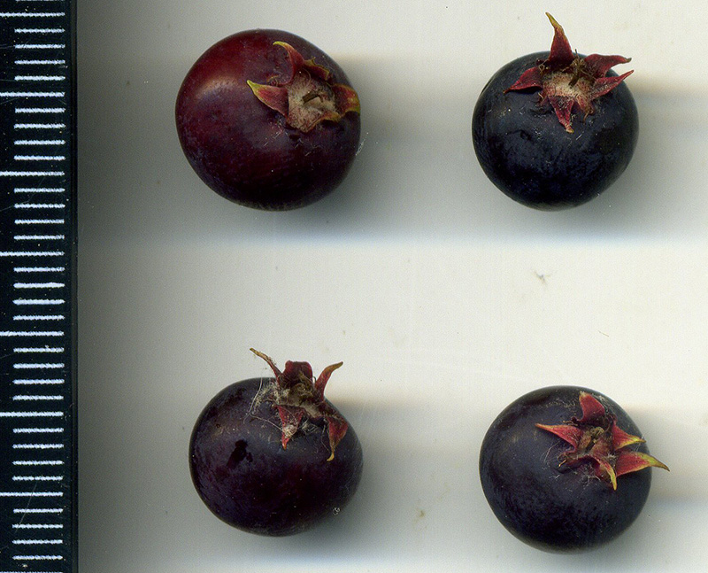Image of Amelanchier spicata specimen.