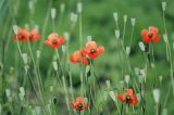 Papaver laevigatum