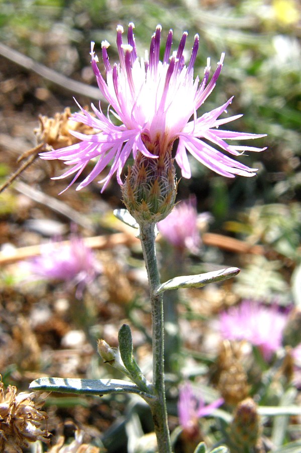 Изображение особи Centaurea steveniana.