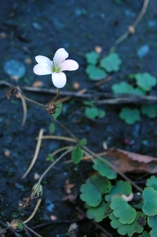 Image of Saxifraga sibirica specimen.