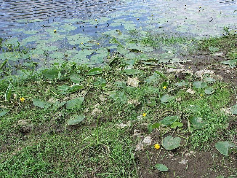 Image of Nuphar lutea specimen.